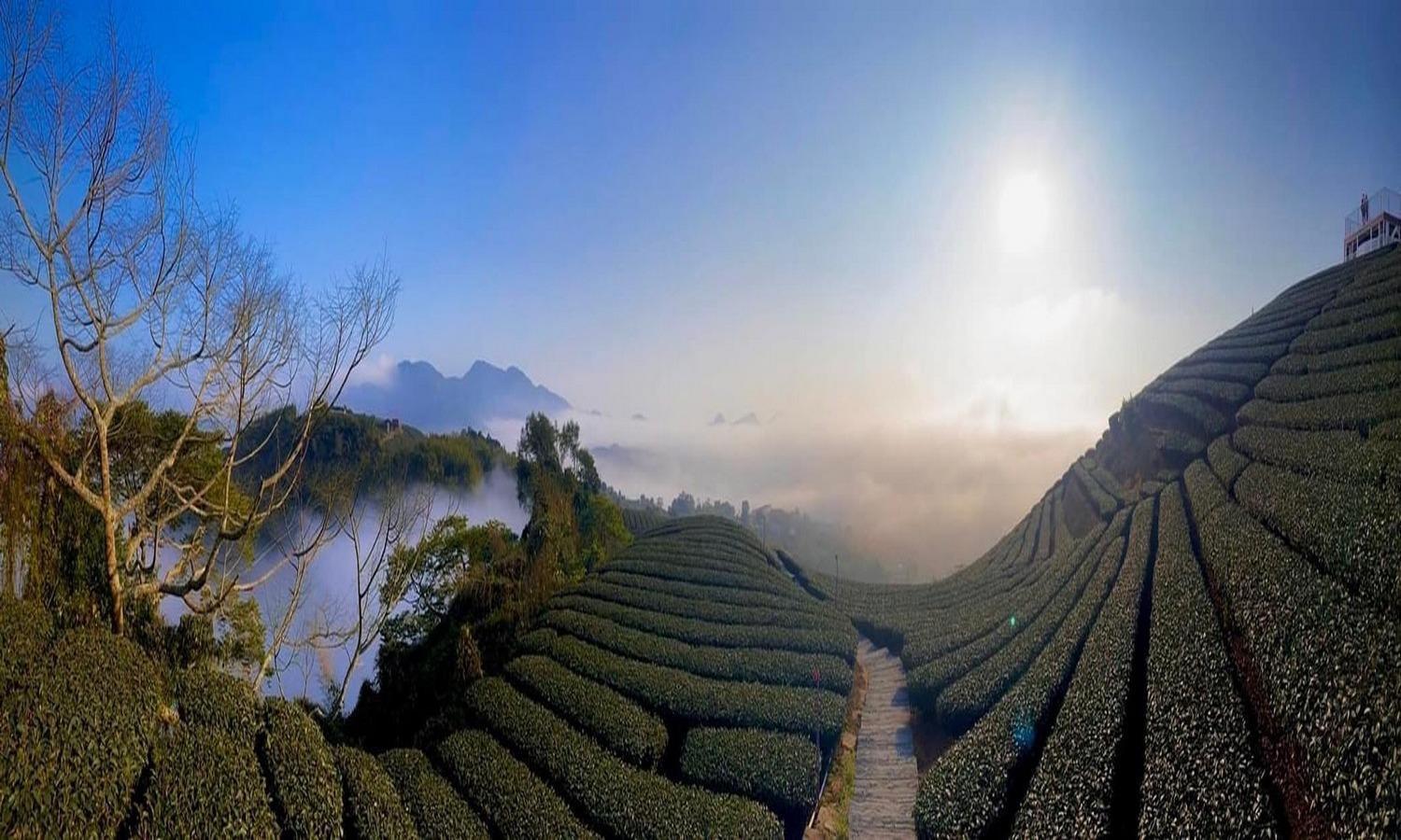 Meishan Gaodiyuan Tea B&B 高帝園茶業民宿 מראה חיצוני תמונה
